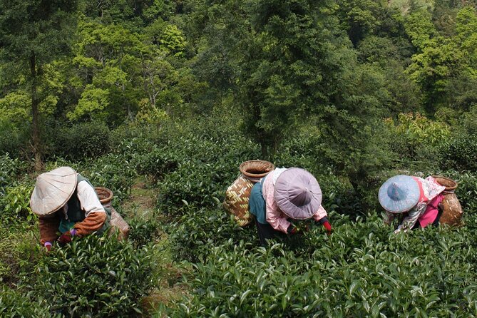 Thousand Island Lake and Pinglin Tea Plantation from Taipei - Leaving Taipei for Shiding’s mountain roads
