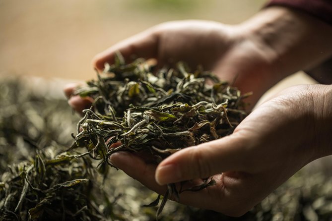 Three-Hour Private Chengdu Tea Wholesale Market Tour - Meeting near Wenshu Yuan Monastery