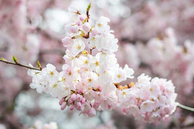 Tokyo Cherry Blossom Matcha Experience in Yoyogi Park (Shibuya) - Why matcha beneath the sakura works so well