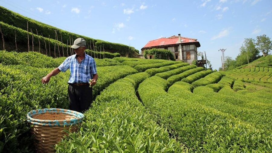 Trabzon: Uzungöl Group Tour, Explore The Nature & Taste Tea - Why this day works as a Trabzon excursion