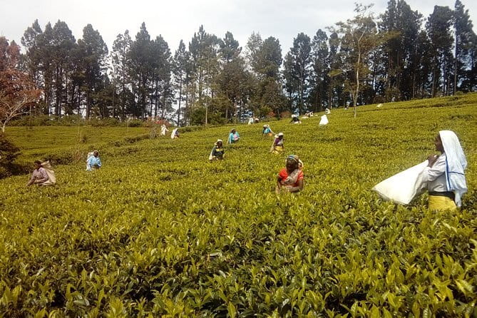 Trekking & Picnic in The Tea Plantation From Ella, Haputale & Bandarawela - A route from Bandarawela to Haputale