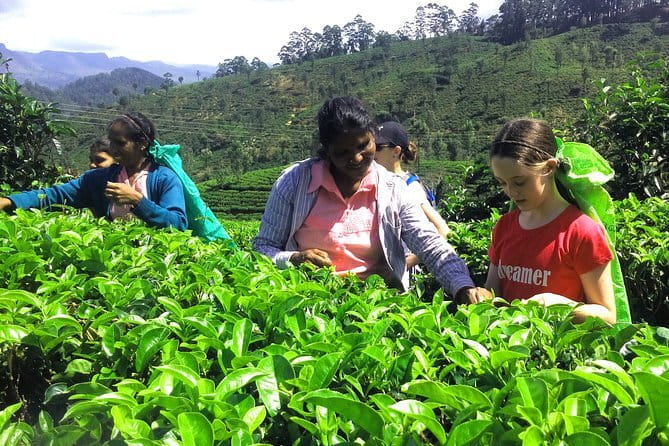 Trekking & Picnic in The Tea Plantation From Ella, Haputale & Bandarawela - The views around Haputale and Bandarawela