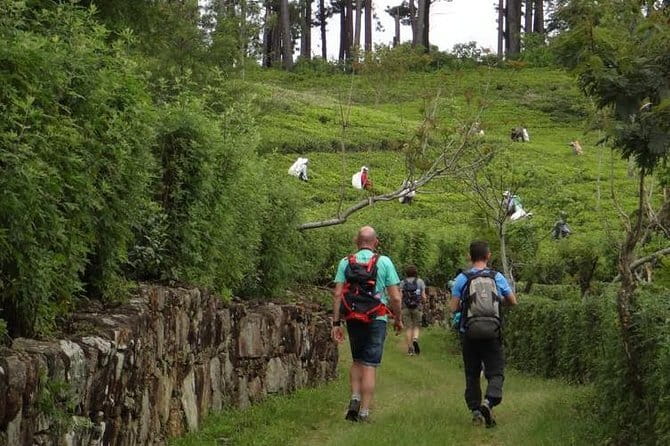 Trekking & Picnic in The Tea Plantation From Ella, Haputale & Bandarawela - Timing, fitness and what to bring