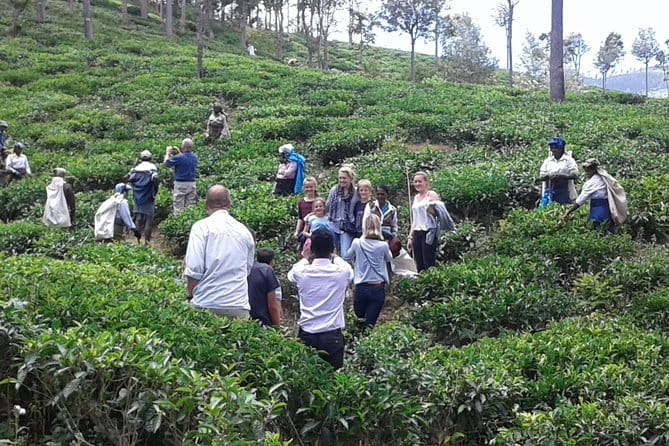 Tuk Tuk safari and Picnic in The Tea Plantation from Ella,Haputale & Bandarawela - Picnic lunch above the misty hills