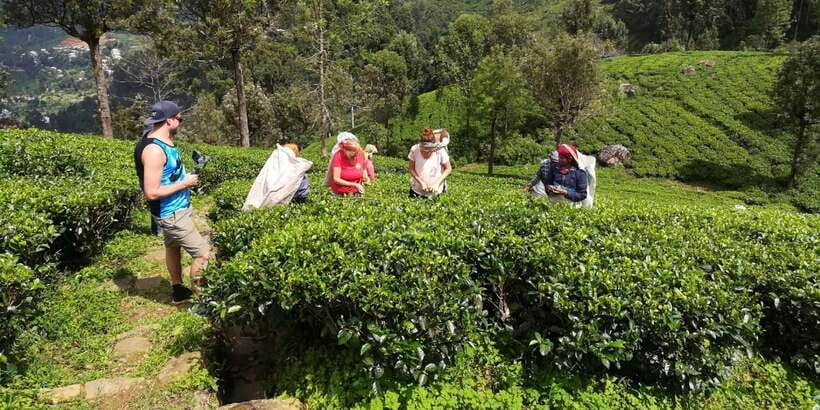 Tuk-Tuk Safari Liptons seat,Tea Fields Hike,TeaFactory Tour - Key points to know before booking