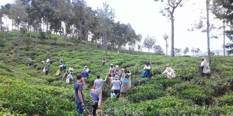Tuk-Tuk Safari Liptons seat,Tea Fields Hike,TeaFactory Tour - Who will enjoy this tour most