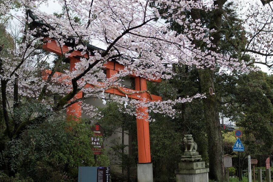 Uji: UNESCO Heritage & Tea Ceremony Walking Tour - Byodoin Temple, Uji’s great first stop