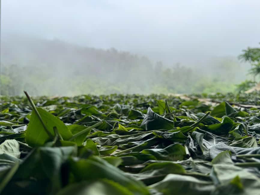 Vietnam Tea Tasting - Giang Egg Coffee & Train Street Visit - Who will enjoy this most