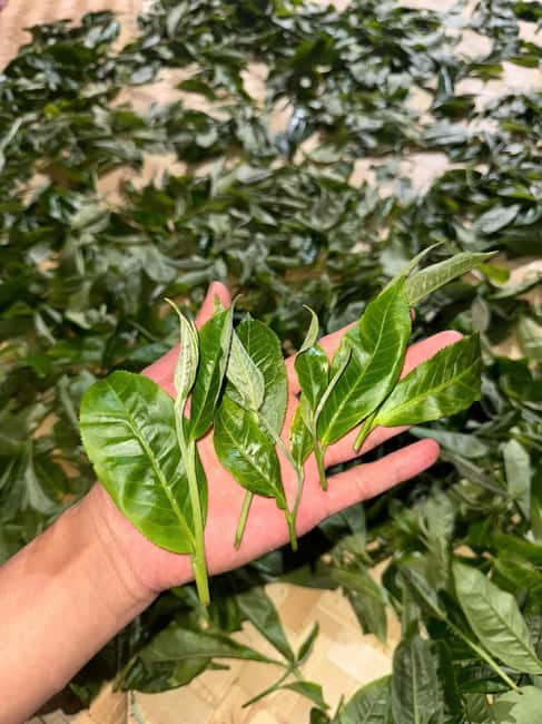 Vietnam Tea Tasting - Giang Egg Coffee & Train Street Visit - How the small group changes the experience