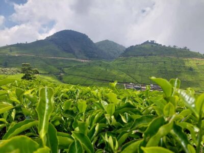 Volcano, Hot Spring, Mud Bath & Tea plantation all included