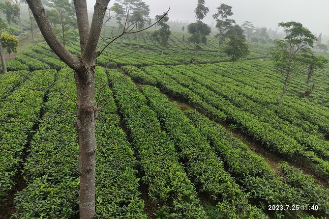 Volcano, Hot Spring, Tea Factory, rice fields and Coffee Tour - Rice fields and village life in Subang