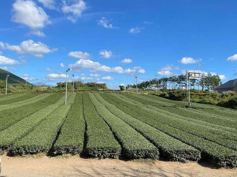 West & South Jeju: Hallasan Trail, Waterfall, Tea Field Tour - Cheonjeyeon Falls and the Seonimgyo Bridge