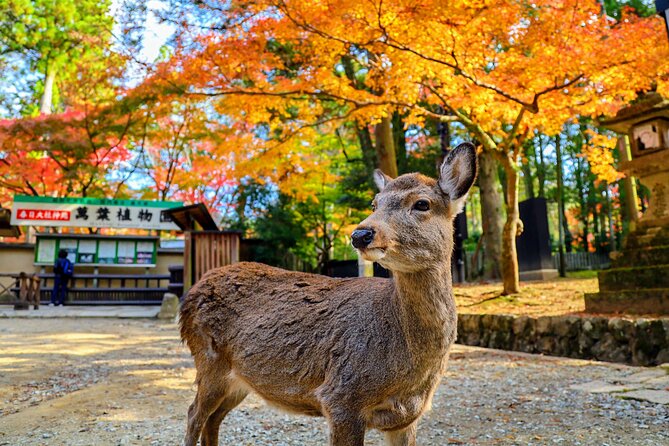 World Heritage Kyoto & Nara Uji Authentic Matcha Experience - Why this Kyoto day trip works